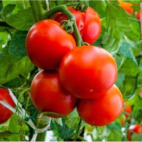 상품 이미지: 완숙 유럽 토마토 소과5kg 산지직송 토마토  신속배달