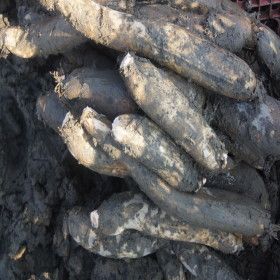 상품 이미지: 대구반야월연근작목반/파지연근5kg/무료배송/산지직송