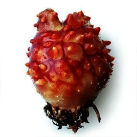 상품 이미지: 통영산 통통 활 멍게 2kg 25-30미 / 봄멍게 첫 출하