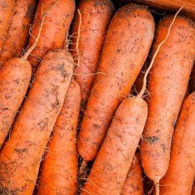 상품 이미지: 제주 산지직송 구좌당근 10kg 햇당근 생당근 흙당근 정품