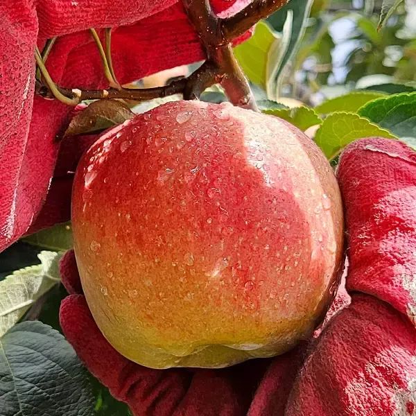 상품 이미지: 실속 못난이 달콤 아삭 경북 꿀사과