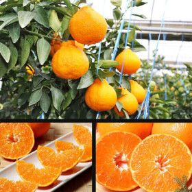 상품 이미지: 다사모농장 저농약 노지 한라봉 10kg 흠집과