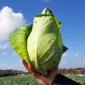 상품 이미지: 제주 고깔양배추 3Kg 1박스 산지직송