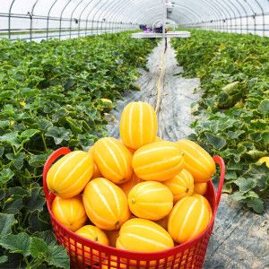 상품 이미지: 혼자먹기 참 외롭다 성주참외(랜덤) 5kg (15%+5%)쿠폰할인