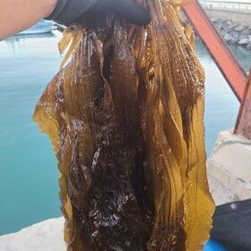 상품 이미지: 산지직송 완도산 생 곰피미역 쇠미역 2kg