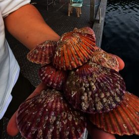 상품 이미지: 국내산 제철 통영 홍가리비 5kg  가성비 홍가리비 5kg 120미내외