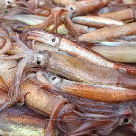 상품 이미지: 선주직송 동해안 국내산 활 급냉 오징어 1kg 통찜 산지직송