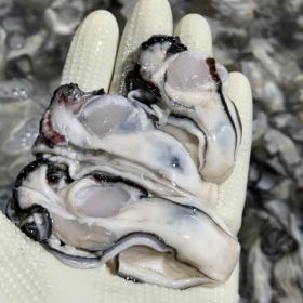 상품 이미지: 국내산 통영 생굴 당일발송 깐굴 중대 2kg (1kg x 2팩) 실중량 1.6kg 내외 한정 특가