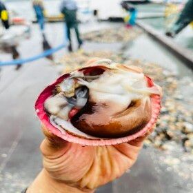 상품 이미지: 국내산 여수 생물 손질 새조개 200g 당일작업 제철 자연산 새조개 2세트 주문시 100g 써비스 특품/ 한정판매