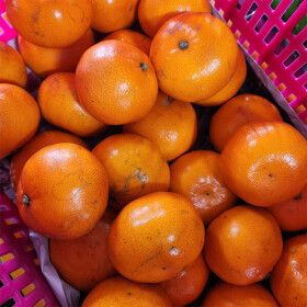 상품 이미지: 제주 천혜향 못난이 10kg 기간한정세일 고당도 과즙듬뿍(실중량 9kg) 맛있는 흠과 사이즈 혼합랜덤