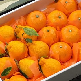 상품 이미지: 선물용 한라봉+천혜향 2.5kg내외 대과 (06-08과 내외) 실중량