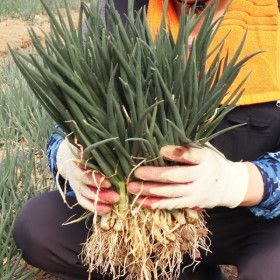 상품 이미지: (신선집중) 매일수확 익산 시골 쪽파 흙쪽파 2kg 산지출발