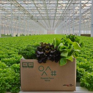 상품 이미지: (신선집중) 무농약 친환경 유러피안 샐러드야채 모듬쌈채소 1kg 바타비아 크리스탈 버터헤드 로메인