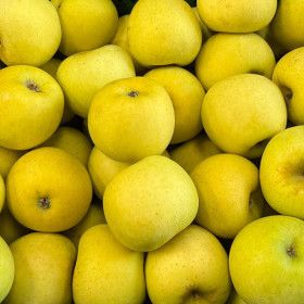 상품 이미지: 떨이농산 새콤달콤 시나노골드 가정용 중대과 10kg 에라 모르겠다 막 드릴게요