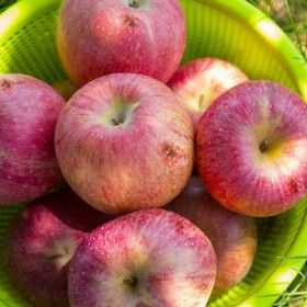 상품 이미지: 못난이경북 못난이주스용 사과 10kg 랜덤과