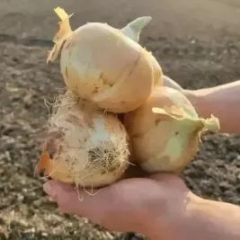 상품 이미지: [최종 5,990] [품질보증] 국내산 달달하고 단단한 햇 양파 5kg 중대