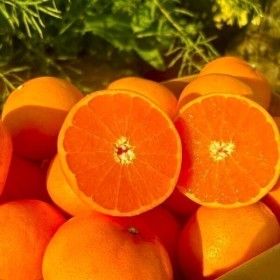 상품 이미지: 한정특가 최대15brix 상큼달콤 제주 천혜향 // 2kg(로얄과) 6-15과 산지직송