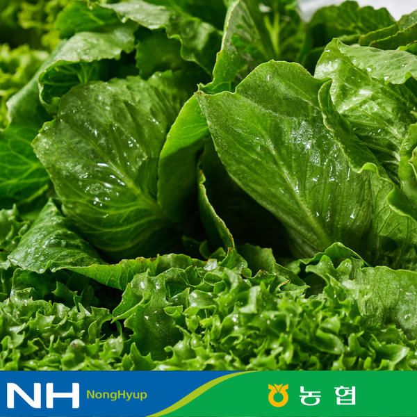 상품 이미지: [동김제농협] GAP인증 유러피안 샐러드채소 1kg 3-4종