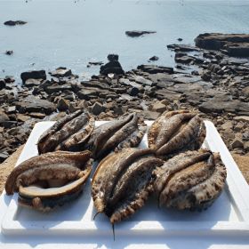 상품 이미지: 랜더스 한정특가/37% 추가할인) 태양수산 왕특특대 활전복 5~7미 1kg 산소팩 포장/손질 칼 증정