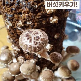 상품 이미지: 승민아 버섯따자 빅사이즈 슈퍼배지 참송이버섯/노루궁뎅이버섯/느타리버섯/표고버섯