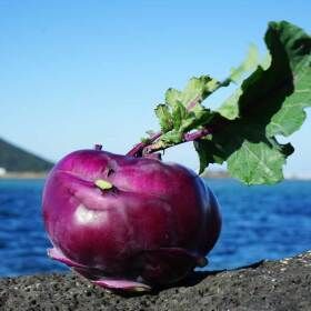 상품 이미지: 제주 햇 콜라비 소과(300g내외) 5kg GAP인증