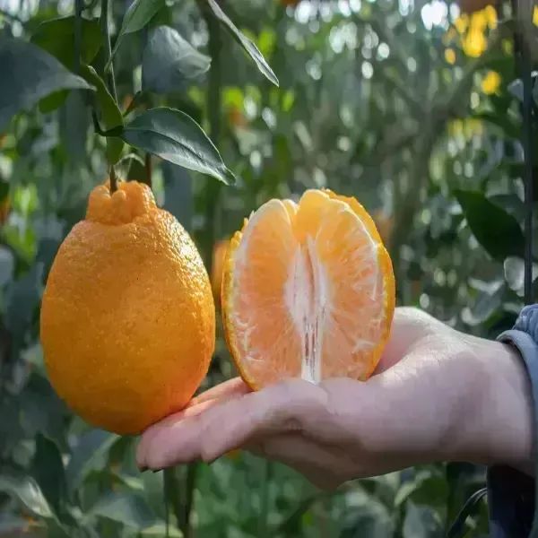 상품 이미지: [품질보증] 제주 산지직송 제철 고당도 한라봉 5kg 로얄 대과 20과내외