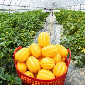 상품 이미지: 혼자먹기 참 외롭다 성주참외(랜덤) 5kg (15%+5%)쿠폰할인