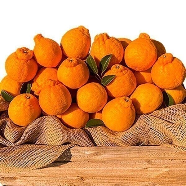 상품 이미지: 고당도 노지 한라봉 10KG 혼합과 / 맛없으면 환불보장 / 노마진 특가