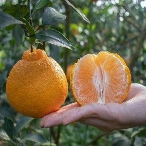 상품 이미지: (품질보증) 정품 제주 산지직송 제철 고당도 한라봉 10kg 로얄 중대과 혼합 오늘발송 100%환불보장