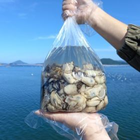 상품 이미지: 당일작업 통영 신선한 햇 생굴 4kg