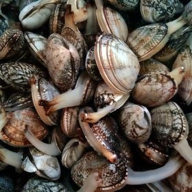 상품 이미지: 해녀발 다이버 활 바지락 3kg