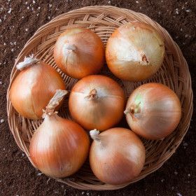 상품 이미지: (신선집중) 단단하고 저장성이 좋은 양파 햇양파 5kg(특상중혼합)