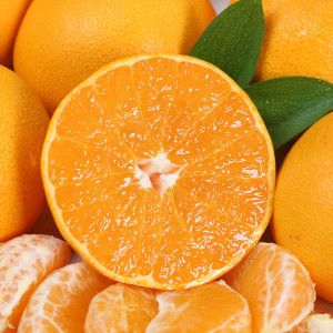 상품 이미지: (신선집중) 제주직송 과즙가득 천혜향 4.5kg 꼬마과(32~45과내외)/2건 이상 구매 시 2000원 할인