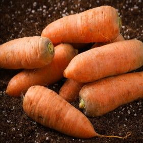 상품 이미지: 당근 제주구좌당근 5kg (중) 햇 흙당근 초특가 행사