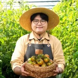 상품 이미지: [대한민국농수산] 부산 대저 짭짤이 토마토 (혼합) 2.5kg / 3S~L사이즈