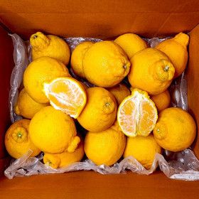 상품 이미지: 산지직송 제주 한라봉 끝장세일 15%+4% 중복쿠폰 중과10kg(180-250g)