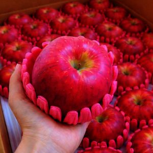 상품 이미지: 경북 청송 밀양 고랭지 고당도 황금 햇 부사 가정용 사과 1박스 10kg 특상품대과