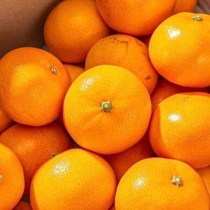 상품 이미지: (하루딱50박스) 최대16brix 상큼달콤 제주 천혜향 // 10kg 정품 55-75과내외