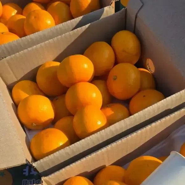 상품 이미지: [최종 11,090] [품질보증] 제주 산지직송 제철 고당도 천혜향 2kg 로얄 중과 12과내외