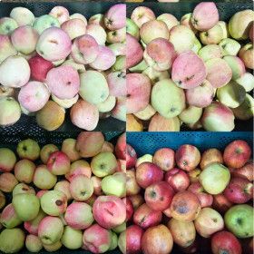 상품 이미지: 주스용 사과 주스용 사과 10kg 랜덤과