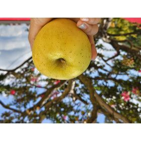 상품 이미지: 털보네사과 시나노골드 황금사과 특고당 꿀사과 5kg   시나노골드 황금사과 실중량4kg(흠과)