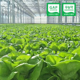 상품 이미지: (신선집중) 유러피안 샐러드 야채 쌈채소 (무농약/GAP인증)1kg내외(3-6종랜덤)