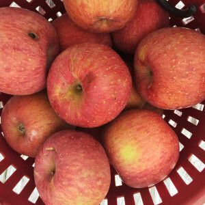 상품 이미지: (산지에서 온 달다함) 오늘의 사과 / 실속형 부사 3kg 소과 (15-18) / (24일 단 하루 특가)