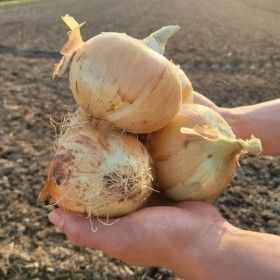 상품 이미지: (품질보증) 국내산 달달하고 단단한 양파 중대 3kg 오늘발송 100%환불보장