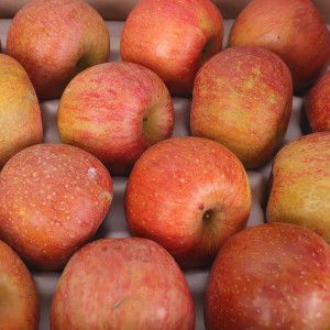 상품 이미지: (신선집중) 경북 부사사과 4kg 중소과(19-24과 내외) 가정용사과 (스타배송)