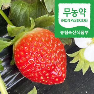 상품 이미지: 국산 무농약 설향 딸기 당일출고 친환경농법 딸기 상 500g 2팩 친환경 농법 건강한 딸기 과일 실중량 출고