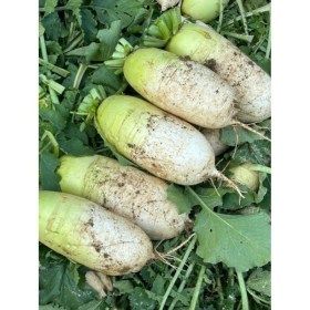 상품 이미지: 아르고를 대표하는 상품 무우 국내산100% (5kg)