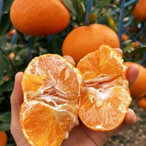 상품 이미지: 제주 당도선별 천혜향 5kg 당일수확  (실중량 4.5kg) 가정용 못난이 한정특가 / 제주 농장직송