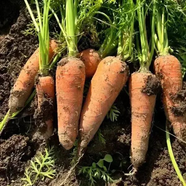 상품 이미지: [품질보증] 아삭달큰 국내산 제주 구좌 햇 흙당근 10kg (왕)