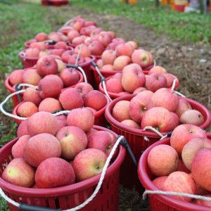 상품 이미지: 아삭아삭 사과  실중량9kg 가정용 사과 /소과~꼬꼬크기  흡집사과/반짝할인 햇사과 /